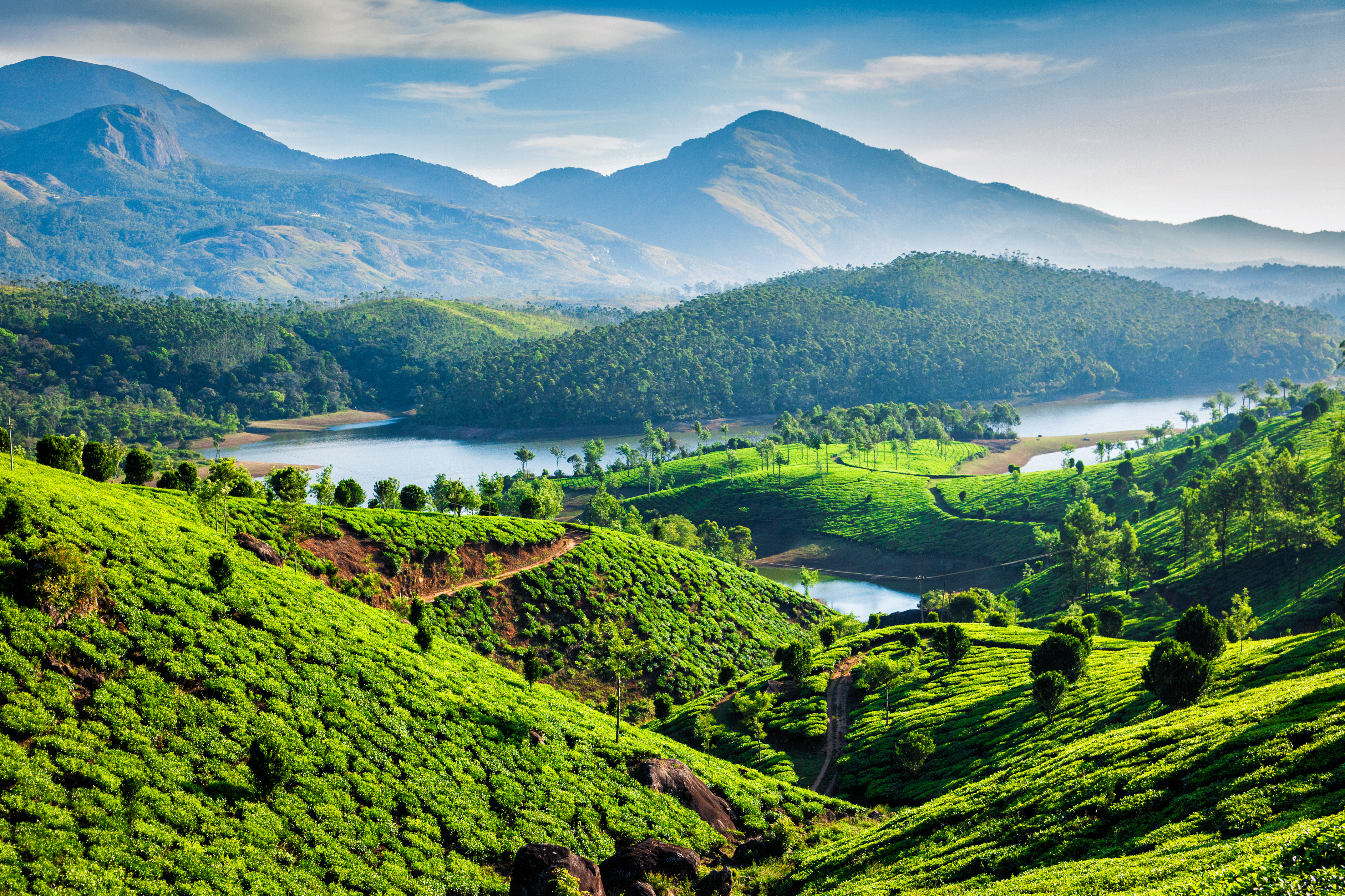 Tea plantations in Kerala, India
